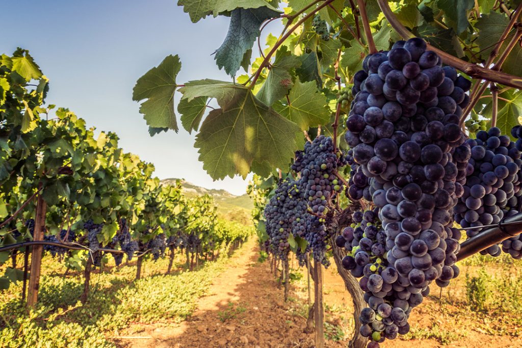 Serbian Wine Regions: Uncovering the Hidden Gems